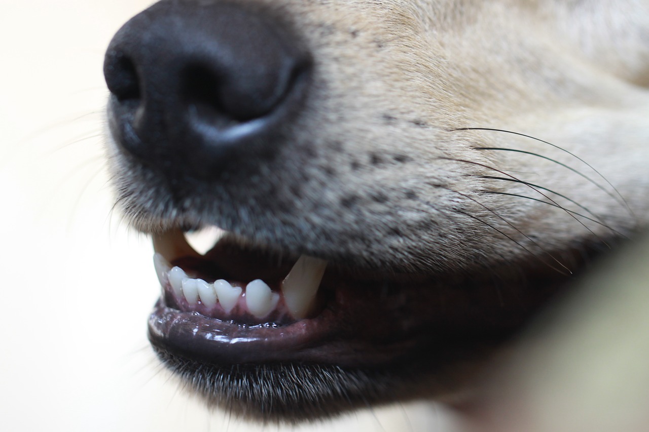 Zähne putzen beim Hund - Gesunde Zähne sind auch für Hunde wichtig