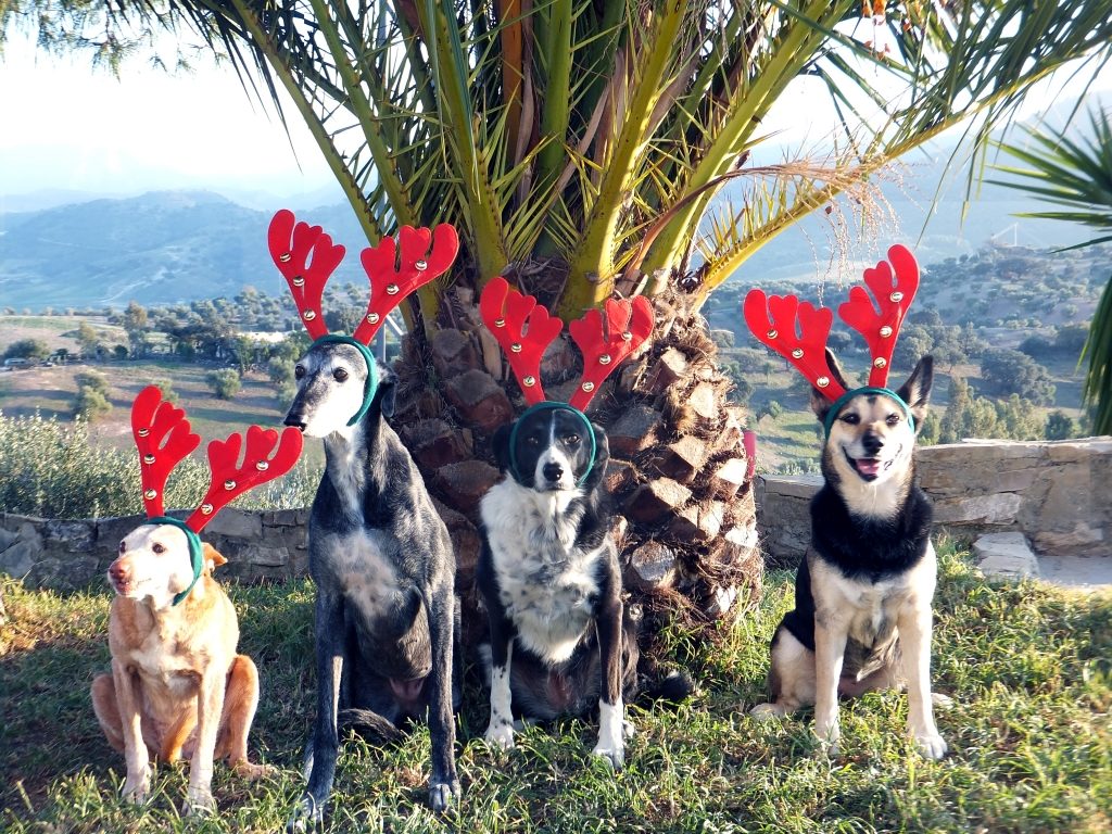 Frohe Weihnachten wünscht der Hundebetten.shop